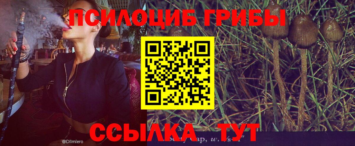 Галлюциногенные грибы Psilocybine cubensis Сертолово